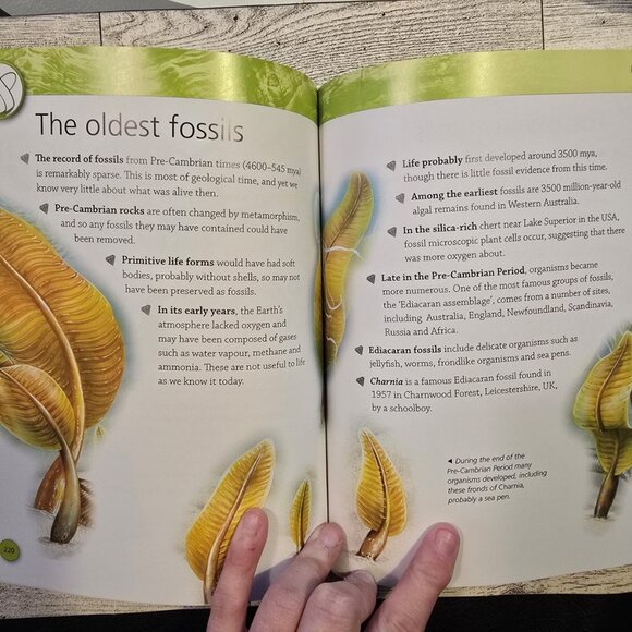 Rocks and Fossils Paperback book - Picture 3 of 6